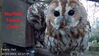 Norfolk Tawny Owls - Live