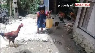 PETERNAK CILIK SUPER IMUT @matatikukanal6705