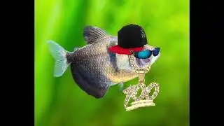 why I own: Black Phantom Tetras