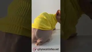 Bright Yellow Cat Sweater | Cozy & Stylish for Your Feline Friend! 🐾 #CatFashion #sphynxcats