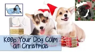 Keep Your Dog Calm On Christmas Day! 🐶 #ANXVLOG05