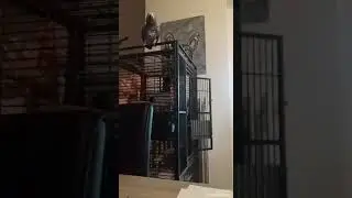 Sjakie de papegaai zwaait!