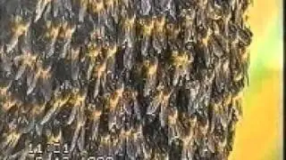 Comparison of Defense Body Movements of Apis laboriosa, Apis dorsata dorsata and Apis dorsata brevi