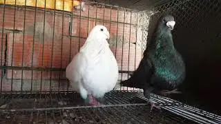 Buchones argentinos