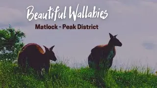 Matlock Farm Park | Derbyshire | Peak District | Visit England | 2021