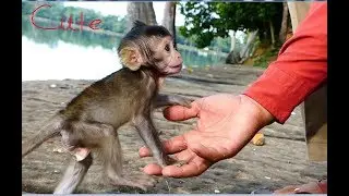 Good relationship cute baby monkey & human, Amazing cute baby monkey love human