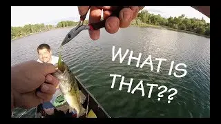 B.A.S.S. Fishing Challenge!! + Whats in his gullet??