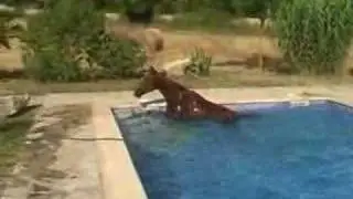 horse in pool, mallorca