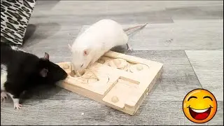 Favorite game, Latte wins, Fancy pet rats