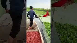 The process of feeding soft-shelled turtles with shrimp