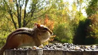 Chipmunk fills up on sunflower seeds on a breezy autumn day