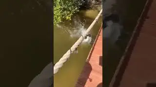 The Water - curious Cat #holiday #cats #pets #funnycatsanddogsnew2023