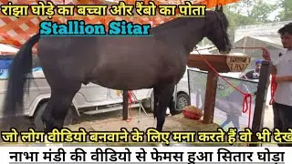 रांझा घोड़े का बच्चा और रैंबो का पोता stallion Sitar भी पहुंचा जगराओं मंडी में !