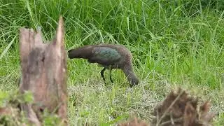 HADADA IBIS (BOSTRYCHIA HAGEDASH) UGANDA