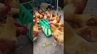Best Chicken Feed Trough for Backyard Poultry &ndash; Easy & Efficient! #diytools