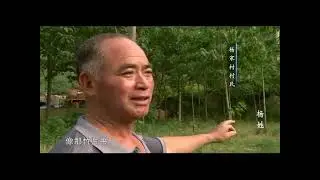 中华姓氏探寻021：杨姓 中原姓氏文化探寻 “日出汤谷，扶桑记日”