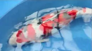 Isa Koi Farm (17 Dec 2011) Full HD
