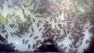 Bienenwabe Naturbau