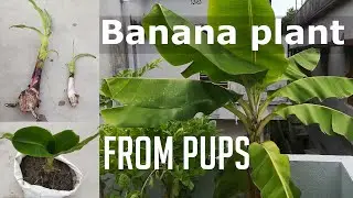 Propagate Banana Plant from pups | Grow Banana Plant at Terrace Garden | Banani's Garden