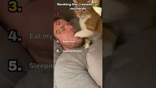 Craziest cat moments #cat #funny #ranking #viral #comedy