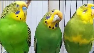 Australian beautiful bird's sounds 