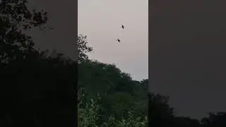 Black Headed Ibis flying back home!