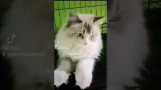 #kucing #kucingimut #kucingindonesia #kucingras #kucinglucu #jogettiktok