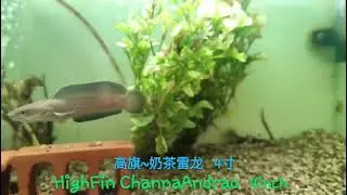HighFin ChannaAndrao 4inch 高旗~奶茶雷龙 4寸 AllezFishStation 加🐟站