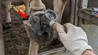 Satisfying Hoof Care Deep Hoof Cleaning 🐮 Fixing Rusty Nail Stuck in Cow Foot