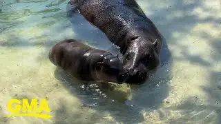 Baby pygmy hippo has big day out at Richmond Zoo