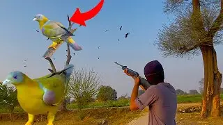 Wild Green Pigeon Hunt- Unbelieveable Skills & Close Range Action!#birdhunter #airgunhunting