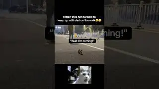 Kitten tries to keep up😭 #fyp #viral #animals #cat #cats #kitten #small #cute #funny #fypシ #shorts