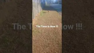 General Simba/Shakey/Dog Walk