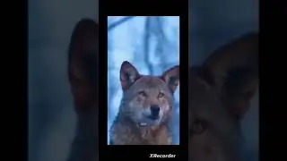 Lamborghini《good beat》 #funny #goodbeat #viral #funny