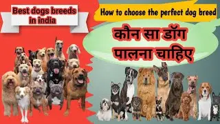 Konsa dog palna chahiye | How to choose the perfect dog breed | Best dog breeds in india | Best dogs