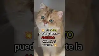 3 Minutos con tu Gato y tu Ansiedad DESAPARECE 🐱💆&zwj;♀️✨ #gatos