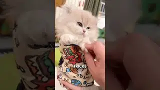 Эта кошка отказалась от стрижки когтей 😯