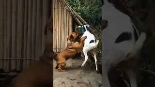 Dog vs Goat #dog #doglover #goat #animals #cute #wildlifeentertainment #doglove #shortsfeed #shortsv