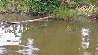Babon Babon ikan nila di spot ini😱 || ketapel ikan 