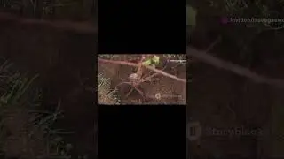 Watering Frequency
