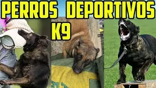 🏆 Los 3 deportes caninos de protecci&oacute;n K9 m&aacute;s duros IPO vs Ring vs KNPV 💪