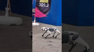 CUTE ROBOTS IN MOSCOW. МИЛЫЙ РОБОПЕСИК В МОСКВЕ.