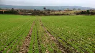 Winter wheat drilled with Sumo DTS.