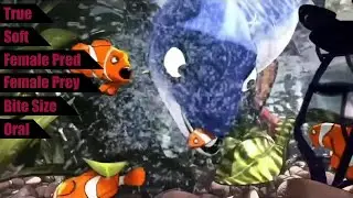 Girl Fish Eats Clown Fish - Padak