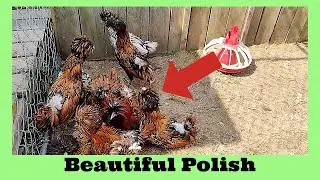 More Gold and Silver Laced Polish Chickens