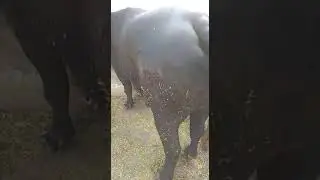 22kg milk capacity murrah buffalo||yeild 22milk record||pure murrah||haryana world class murrah