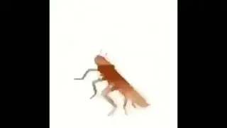 Dancing ROACH