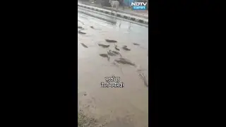 Rajasthan की सड़कों पर तैरती मछलियां! | Rajasthan Weather | Rajasthan News