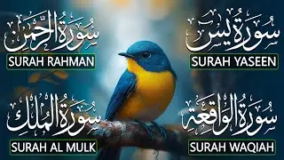 Very Nice Voice Surah Yaseen (Yasin) | Surah Rahman | Surah Waqiah | Surah Mulk | By Alaa Aqel
