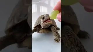 невероятное преображение животных!!